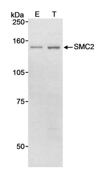 Rabbit anti-SMC2 Antibody