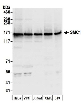 SMC1 Antibody