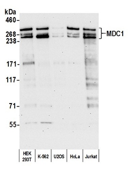 Rabbit anti-MDC1 Antibody