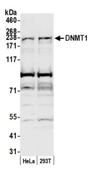 Rabbit anti-DNMT1 Antibody