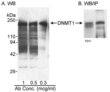Rabbit anti-DNMT1 Antibody