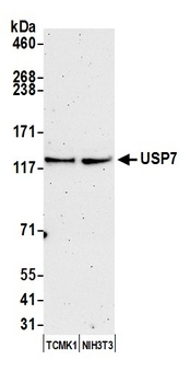 Rabbit anti-USP7 Antibody