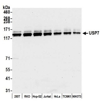 Rabbit anti-USP7 Antibody