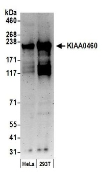 Goat anti-KIAA0460 Antibody