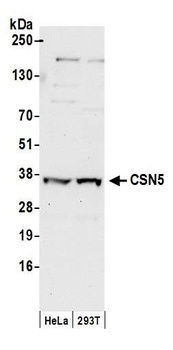 CSN5 Antibody