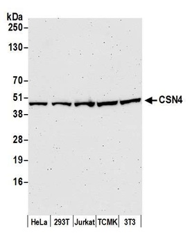 CSN4 Antibody