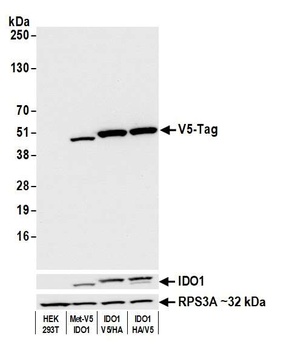 Rabbit anti-V5 Tag Recombinant Monoclonal Antibody