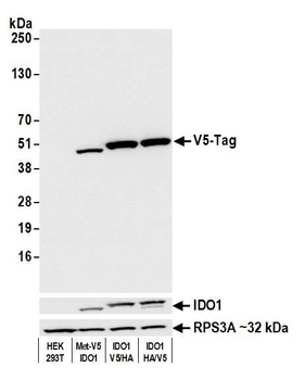 V5 Tag Antibody