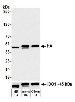 Rabbit anti-HA Tag Recombinant Monoclonal Antibody
