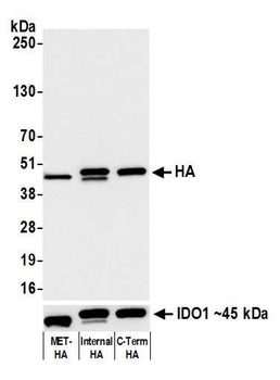 HA Tag Antibody