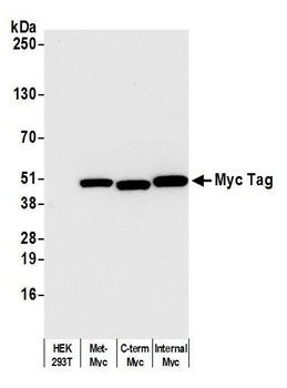 Rabbit anti-Myc Tag Recombinant Monoclonal Antibody