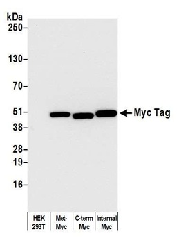 Myc Tag Antibody