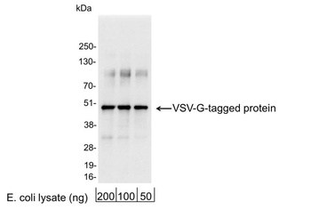 Rabbit anti-VSV-G Tag Antibody