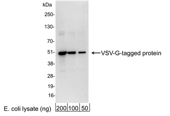 Goat anti-VSV-G Tag Antibody