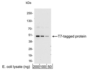 Rabbit anti-T7 Tag Antibody