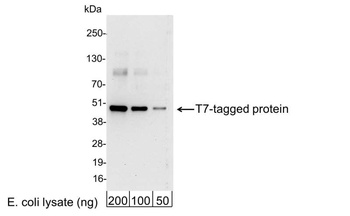 Goat anti-T7 Tag Antibody (HRP)