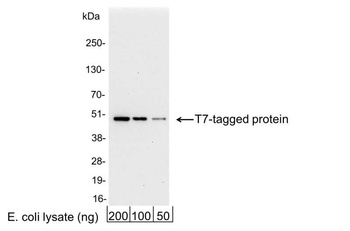 Goat anti-T7 Tag Antibody