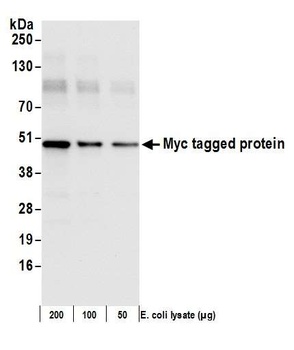 Myc Tag Antibody