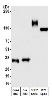Rabbit anti-SARS-CoV-2 Spike RBD Antibody