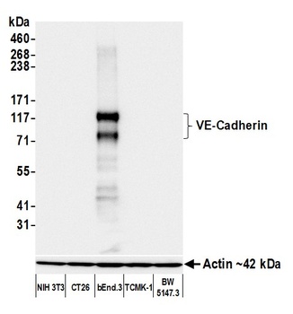 VE-Cadherin Antibody