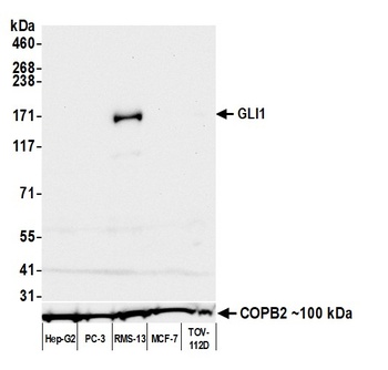 GLI1 Antibody