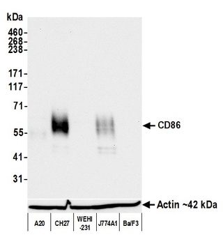 CD86 Antibody