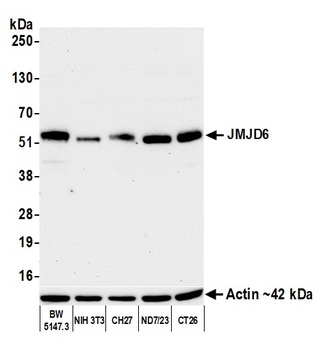Rabbit anti-JMJD6 Recombinant Monoclonal Antibody