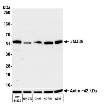 JMJD6 Antibody