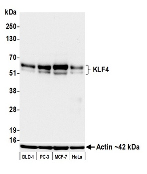 KLF4 Antibody