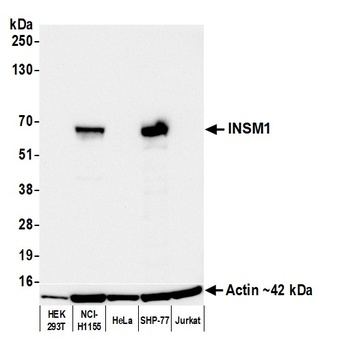 INSM1 Antibody