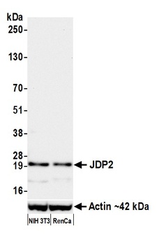 Rabbit anti-JDP2 Recombinant Monoclonal Antibody