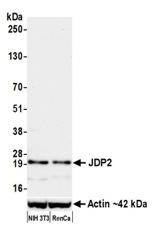 JDP2 Antibody