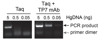 Taq Polymerase Antibody