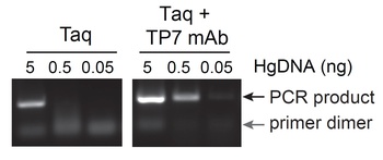 Mouse anti-Taq Polymerase Recombinant Monoclonal Antibody