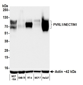 PVRL1/NECTIN1 Antibody