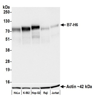 Rabbit anti-B7-H6 Recombinant Monoclonal Antibody