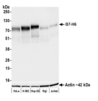 B7-H6 Antibody