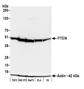 Rabbit anti-PTEN Recombinant Monoclonal Antibody