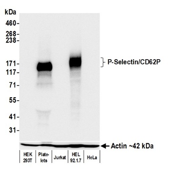 P-Selectin/CD62P Antibody