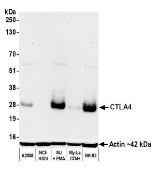 Rabbit anti-CTLA4 Recombinant Monoclonal Antibody