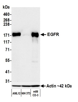 Rabbit anti-EGFR Recombinant Monoclonal Antibody