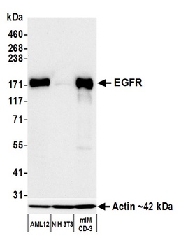 EGFR Antibody