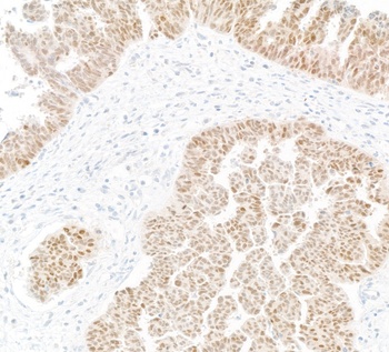 PAX8 Antibody