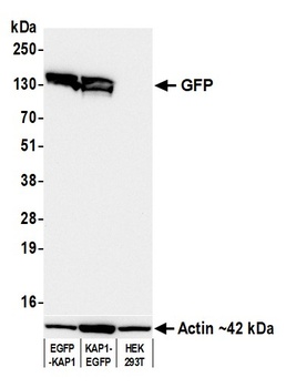 GFP Antibody