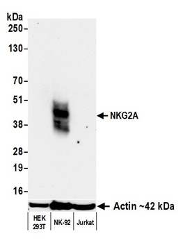 NKG2A Antibody