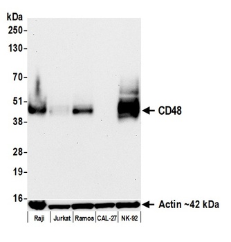 CD48 Antibody