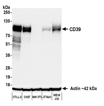 CD39 Antibody