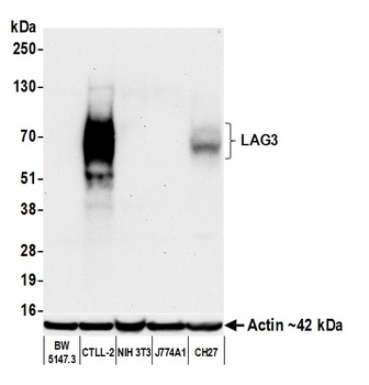 LAG3 Antibody