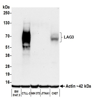 Rabbit anti-LAG3 Recombinant Monoclonal Antibody