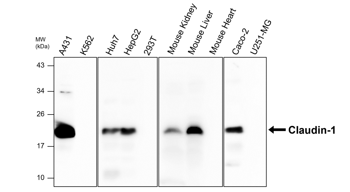 Claudin-1 antibody